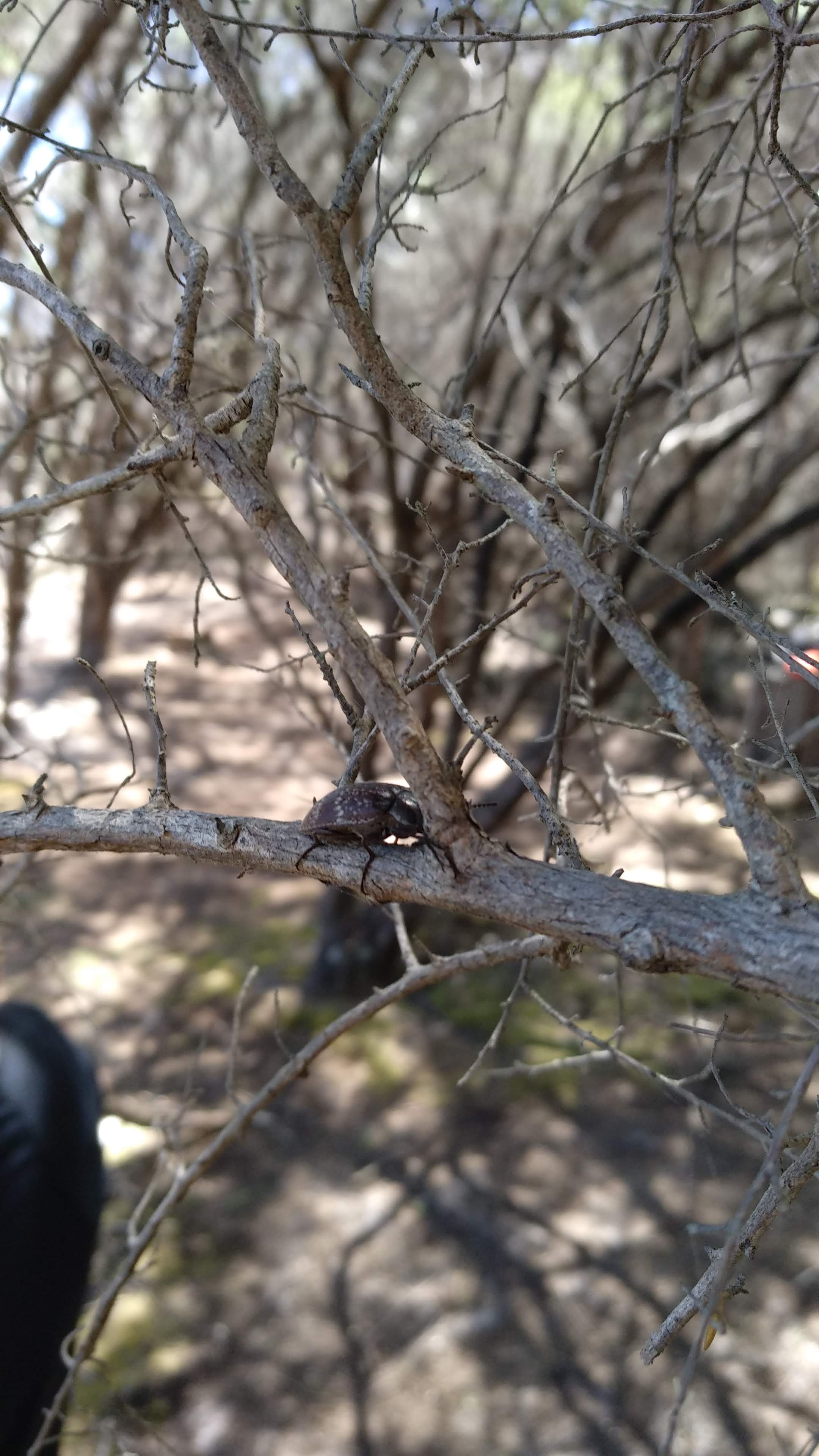 Darkling beetle (lepispilus sulcicollis)