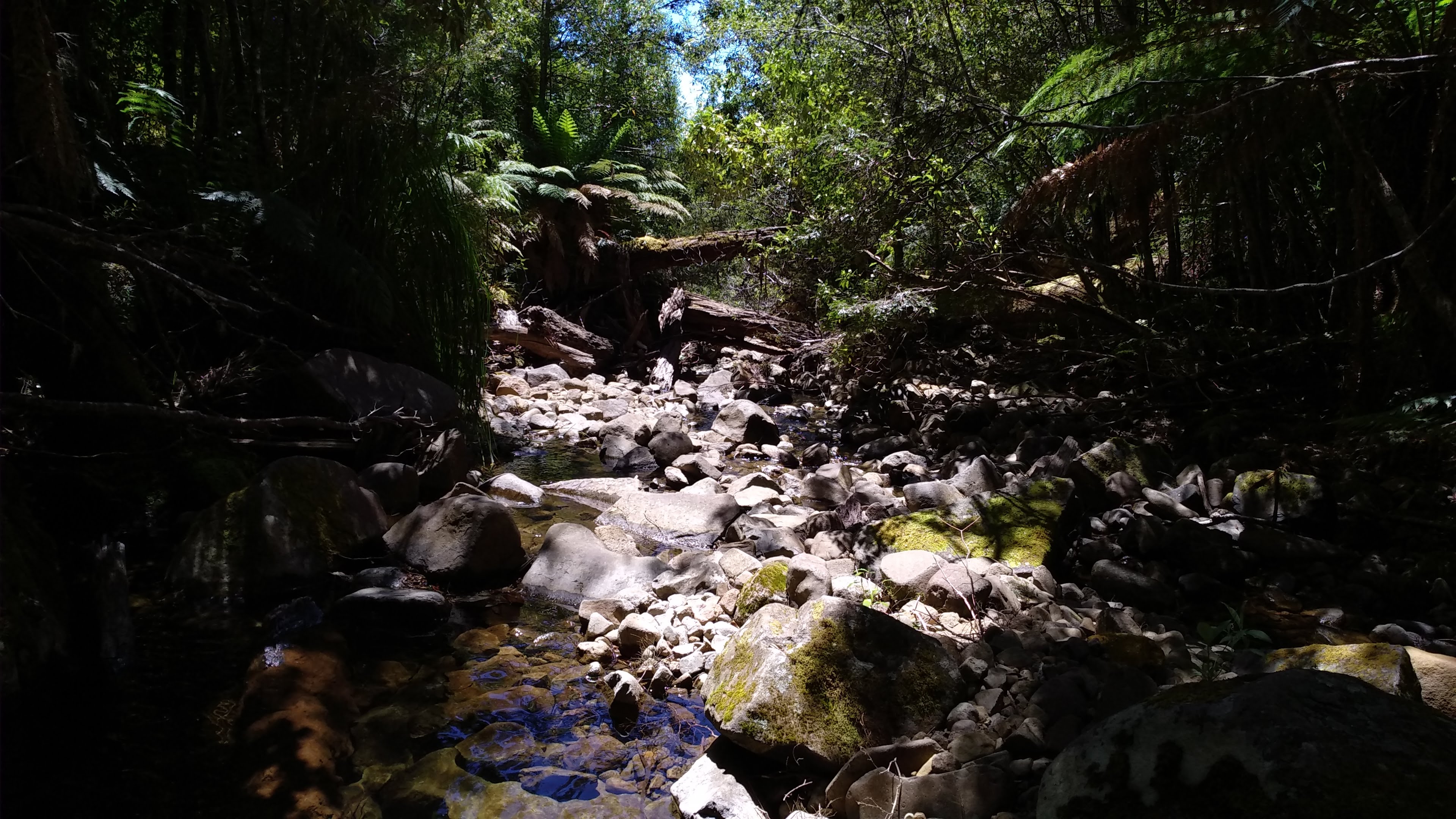 Looking down Sorell Creek after just coming off the Myrtle Forest Trail
