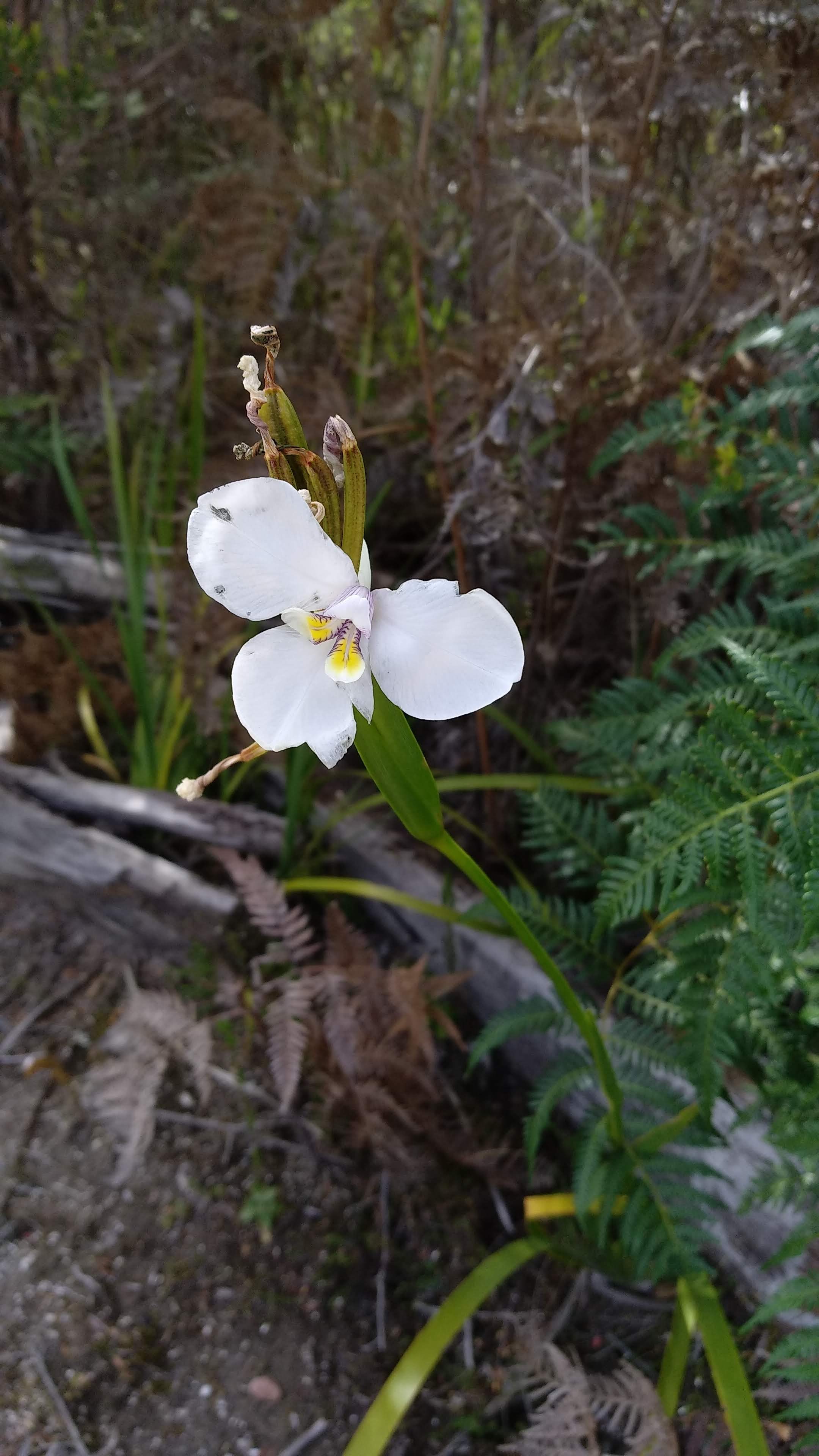 White flag-iris (diplarrena moraea)