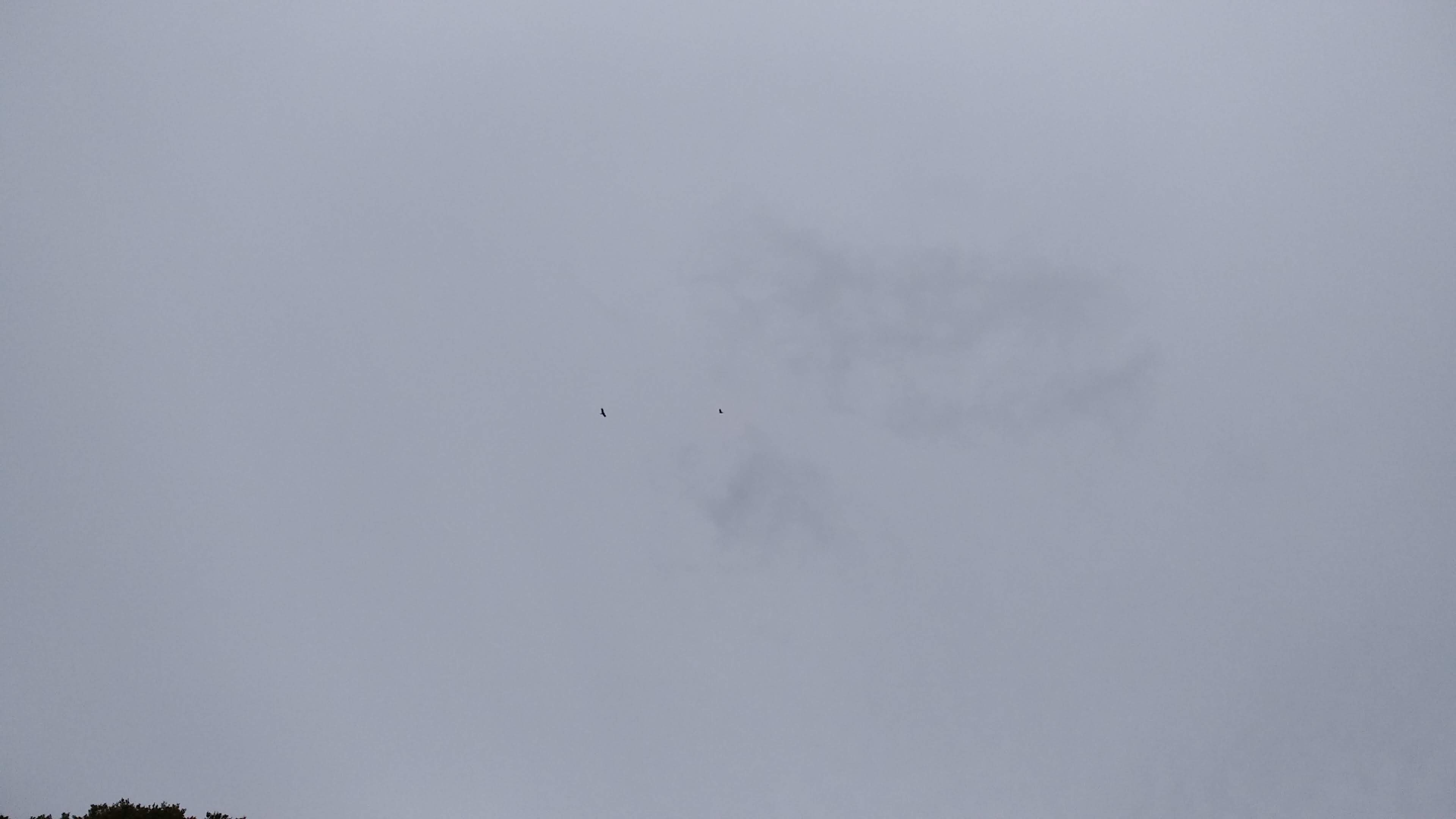An awful photo of two of the wedge-tailed eagles