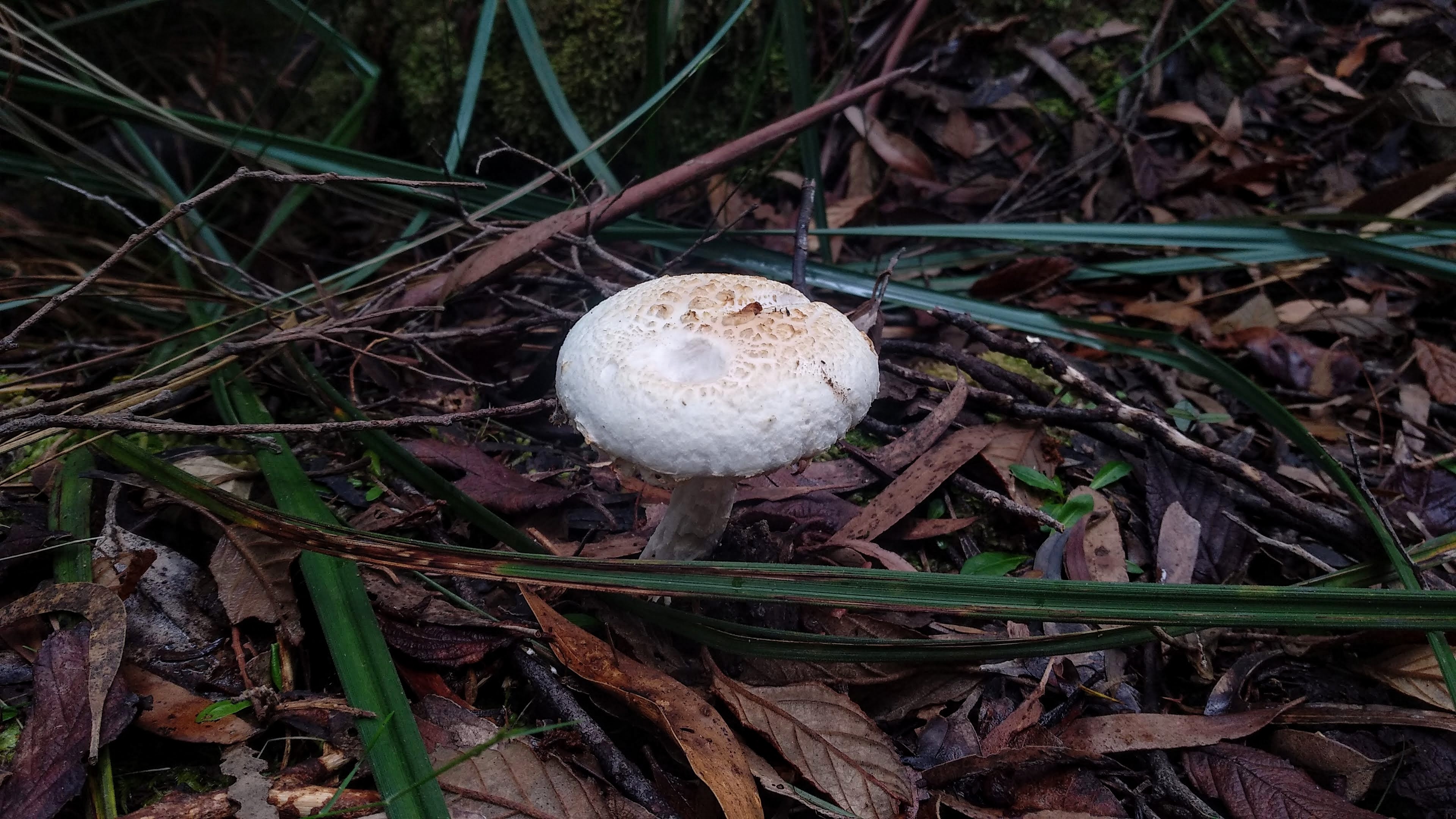 A fungus yet to be identified