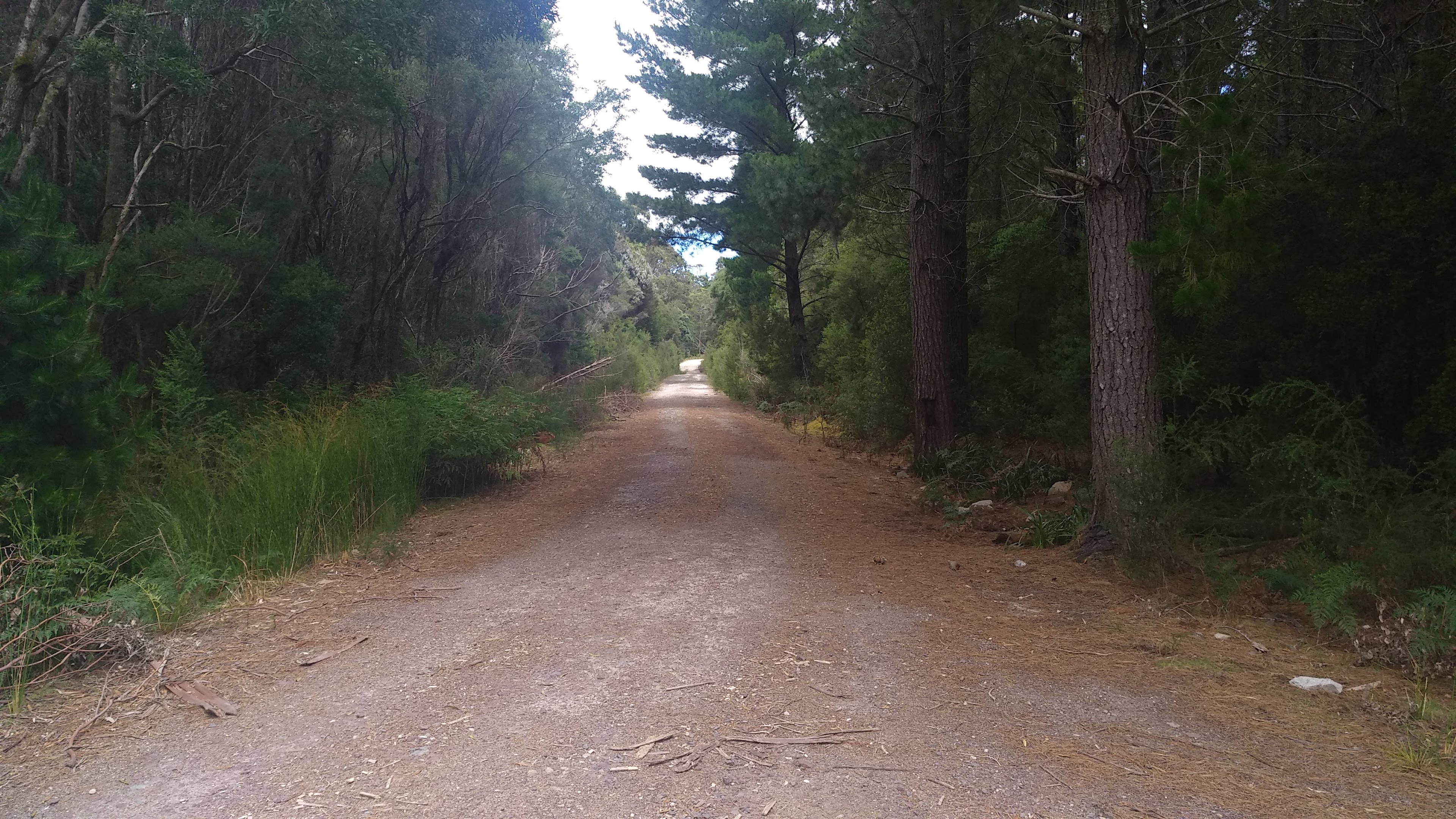 Radiata Pines on Rayner Road